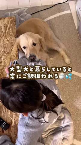 大型犬と平凡な暮らしのTikTok投稿