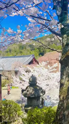 一颯<issa>のTikTok投稿