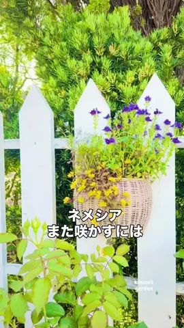 きの子　（小さな庭・DIY）のTikTok投稿