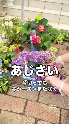 きの子　（小さな庭・DIY）のTikTok投稿