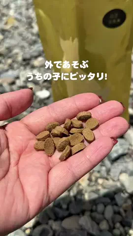 犬と生きるのTikTok投稿