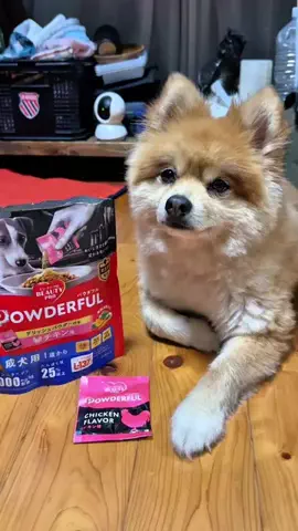 犬と生きるのTikTok投稿