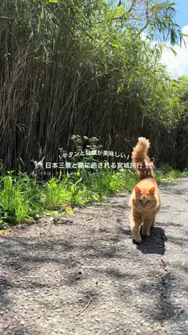 マイタビ / JAPAN TRIPのTikTok投稿