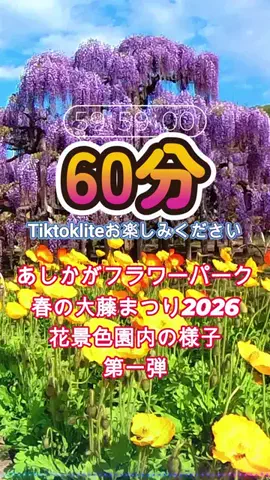おでかけポコのTikTok投稿