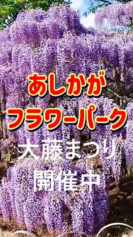 おでかけポコのTikTok投稿