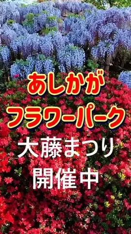 おでかけポコのTikTok投稿