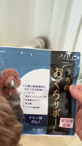 チワワのミルキー君のTikTok投稿