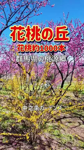 おでかけポコのTikTok投稿