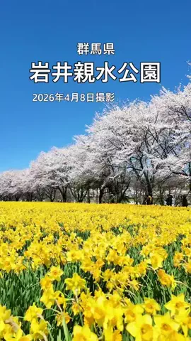 おでかけポコのTikTok投稿