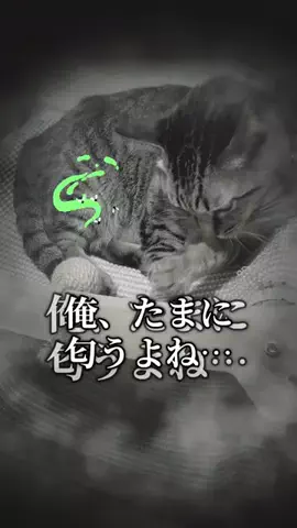 楽しく伝えるあか音ちゃん👩🛍️のTikTok投稿