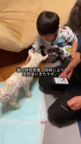 ゴリラ旦那のTikTok投稿