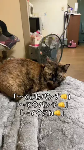 【虎党】福博のもんちゃんのTikTok投稿