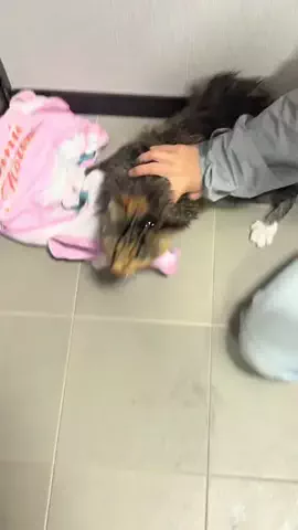 じょいのTikTok投稿