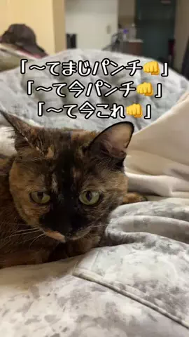 【虎党】福博のもんちゃんのTikTok投稿