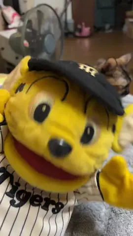 【虎党】福博のもんちゃんのTikTok投稿
