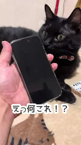 きんむぎのTikTok投稿