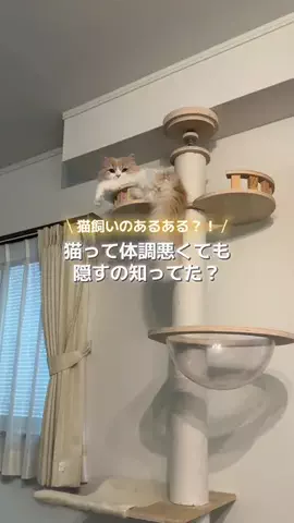 ねぎま【スコティッシュフォールド】のTikTok投稿