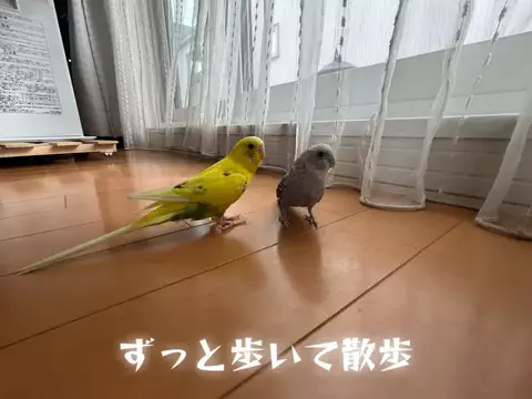 SIT隊長ちゃんねるのTikTok投稿