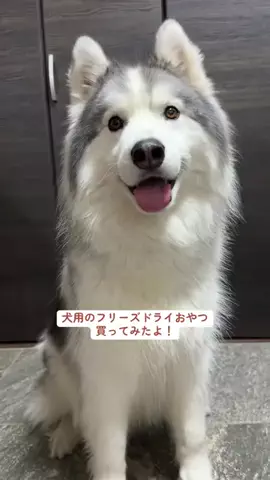 シベリアンハスキーのアポロとコスモのTikTok投稿