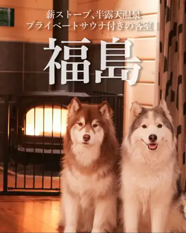 シベリアンハスキーのアポロとコスモのTikTok投稿