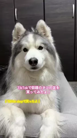 シベリアンハスキーのアポロとコスモのTikTok投稿