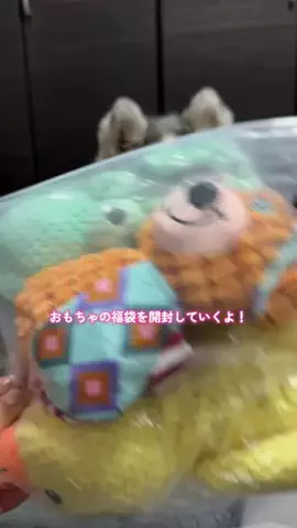 シベリアンハスキーのアポロとコスモのTikTok投稿