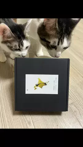 ひまじんしんじ🍎🦭のTikTok投稿