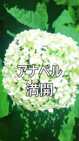おでかけポコのTikTok投稿