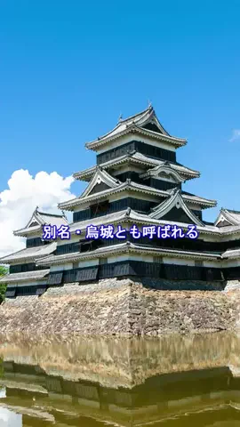 おでかけポコのTikTok投稿