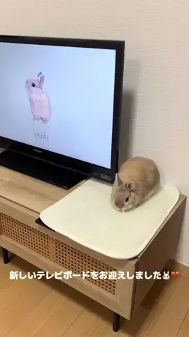 うさぎのぷっしゅのTikTok投稿