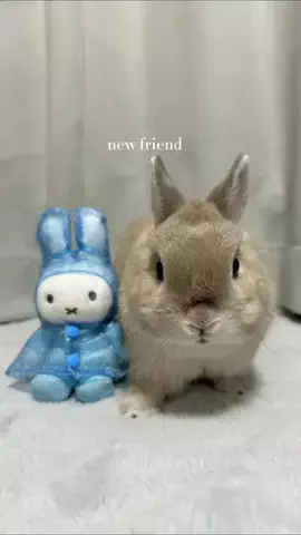 うさぎのぷっしゅのTikTok投稿