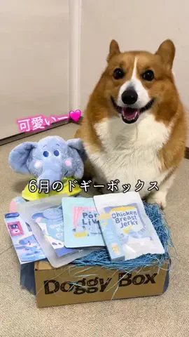 ロイ【もふもふコーギー】のTikTok投稿