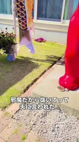 きの子　（小さな庭・DIY）のTikTok投稿