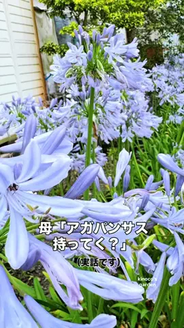 きの子　（小さな庭・DIY）のTikTok投稿