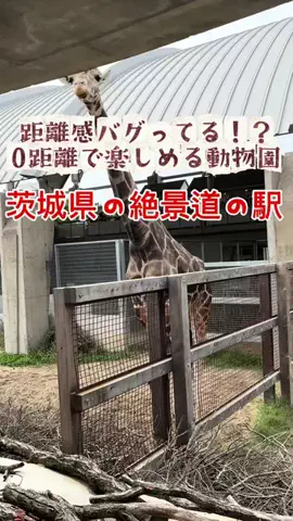 拝啓、道の駅からのTikTok投稿