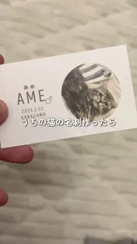 マンチのあめのTikTok投稿