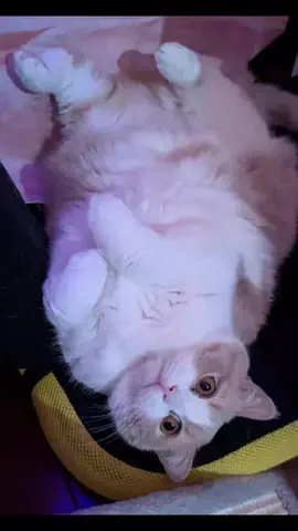 😻黒い貴公子トミィ😻のTikTok投稿