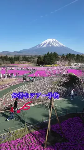 LittleBamboo.stのTikTok投稿
