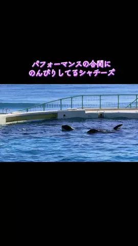 🌈つかちあこ🐬のTikTok投稿
