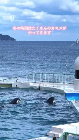 🌈つかちあこ🐬のTikTok投稿