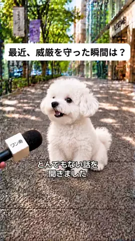 犬猫総合製薬株式会社のTikTok投稿