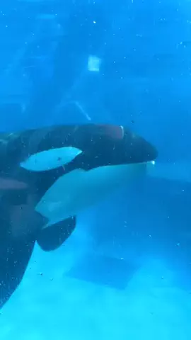 🌈つかちあこ🐬のTikTok投稿