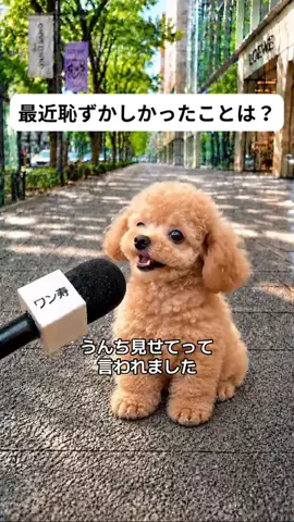 犬猫総合製薬株式会社のTikTok投稿