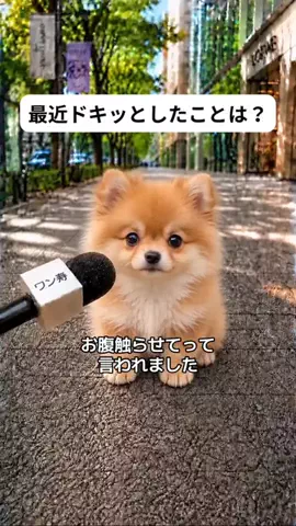 犬猫総合製薬株式会社のTikTok投稿