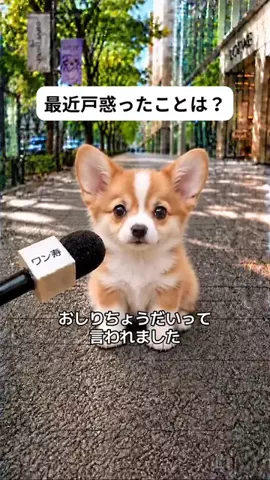 犬猫総合製薬株式会社のTikTok投稿