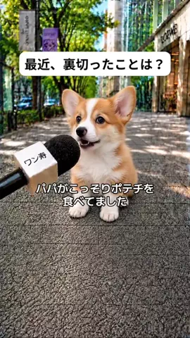 犬猫総合製薬株式会社のTikTok投稿