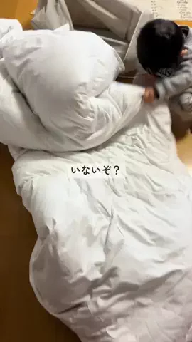 ぽん家 | ポイ活×家計管理のTikTok投稿