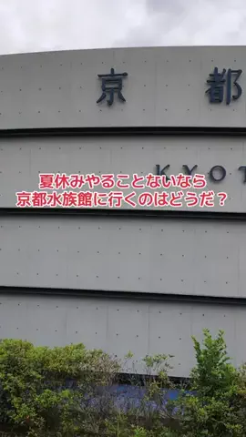 野良猫　イチくんとナナちゃんのTikTok投稿
