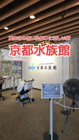 野良猫　イチくんとナナちゃんのTikTok投稿