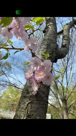 chiiinaのTikTok投稿